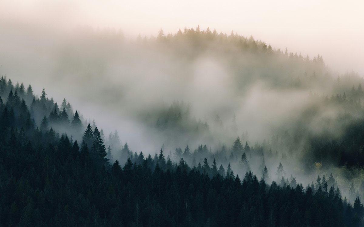 Densely packed pine trees covered in fog